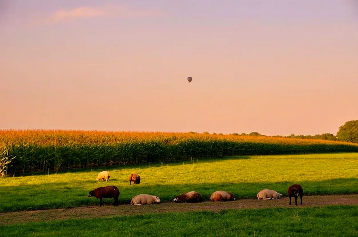 Brabants landschap rond Gemert vanuit de luchtballon (sfeer 1)